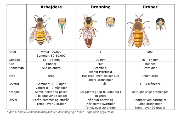 Faktaark Bifamilien 1